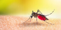 Aedes mosquitoe is sucking blood on human skin.